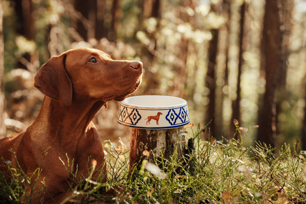 Hundefutternapf Modell „Vizsla“